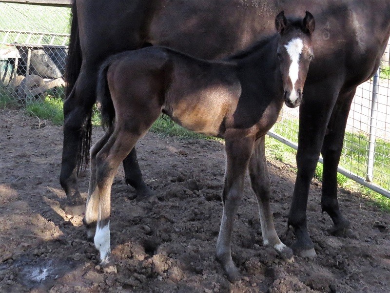 093 Kubachi Jewel x Warhorse brc 19-9 2d